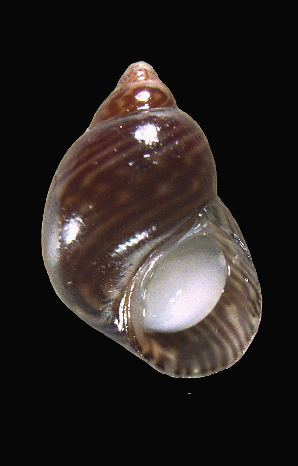 Famiglia Phasianellidae: Il genere Tricolia